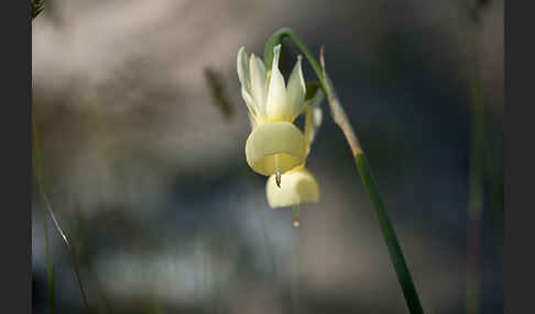 Engelstränen-Narzisse (Narcissus triandrus)