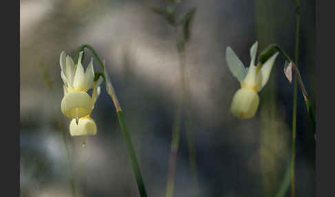 Engelstränen-Narzisse (Narcissus triandrus)