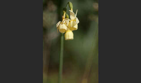 Engelstränen-Narzisse (Narcissus triandrus)