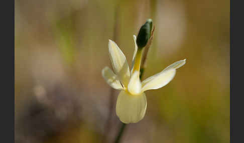 Engelstränen-Narzisse (Narcissus triandrus)