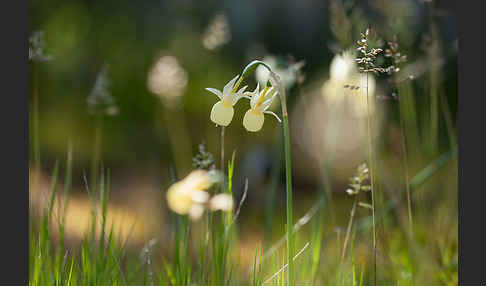 Engelstränen-Narzisse (Narcissus triandrus)