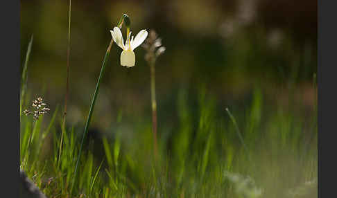 Engelstränen-Narzisse (Narcissus triandrus)