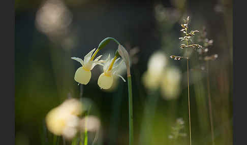 Engelstränen-Narzisse (Narcissus triandrus)