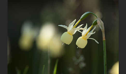 Engelstränen-Narzisse (Narcissus triandrus)