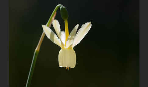 Engelstränen-Narzisse (Narcissus triandrus)