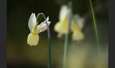 Engelstränen-Narzisse (Narcissus triandrus)