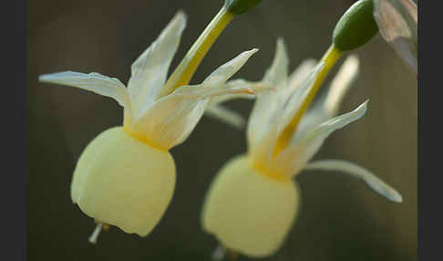 Engelstränen-Narzisse (Narcissus triandrus)