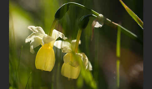 Engelstränen-Narzisse (Narcissus triandrus)