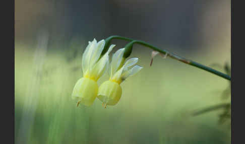 Engelstränen-Narzisse (Narcissus triandrus)