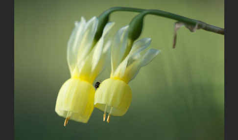 Engelstränen-Narzisse (Narcissus triandrus)