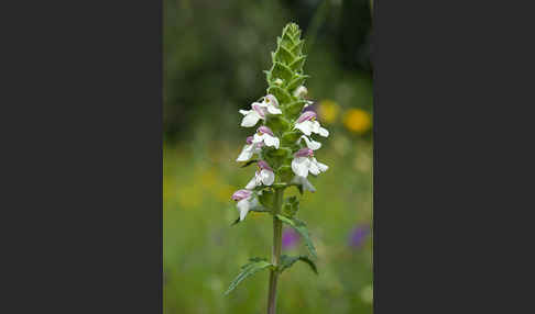 Bunte Bellardie (Bellardia trixago)