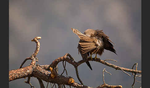 Schwarzmilan (Milvus migrans)