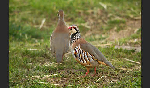 Rothuhn (Alectoris rufa)