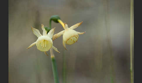 Engelstränen-Narzisse (Narcissus triandrus)