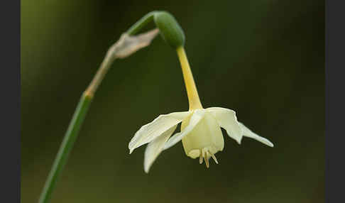 Engelstränen-Narzisse (Narcissus triandrus)