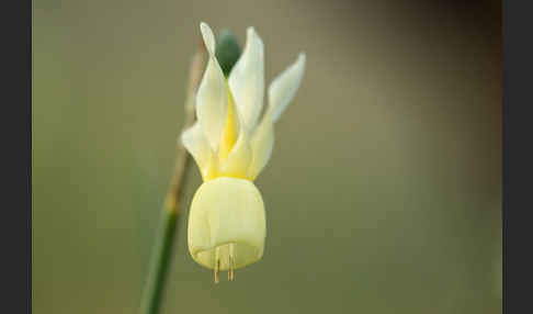 Engelstränen-Narzisse (Narcissus triandrus)