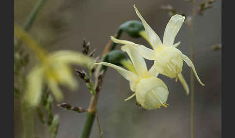 Engelstränen-Narzisse (Narcissus triandrus)