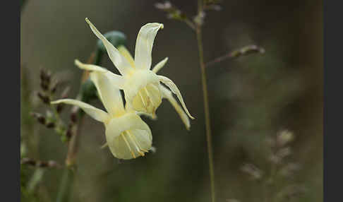 Engelstränen-Narzisse (Narcissus triandrus)