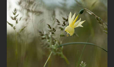 Engelstränen-Narzisse (Narcissus triandrus)