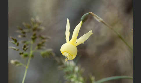 Engelstränen-Narzisse (Narcissus triandrus)