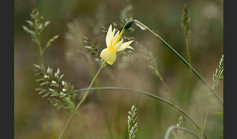 Engelstränen-Narzisse (Narcissus triandrus)