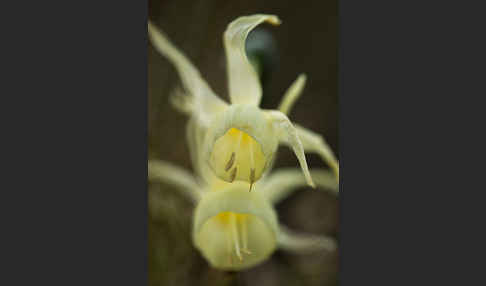 Engelstränen-Narzisse (Narcissus triandrus)