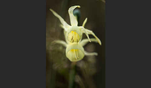 Engelstränen-Narzisse (Narcissus triandrus)