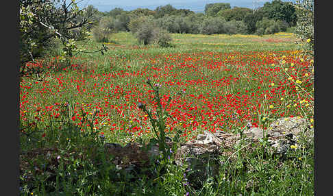 Klatsch-Mohn (Papaver rhoeas)