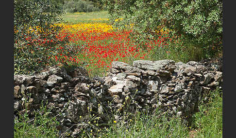 Klatsch-Mohn (Papaver rhoeas)