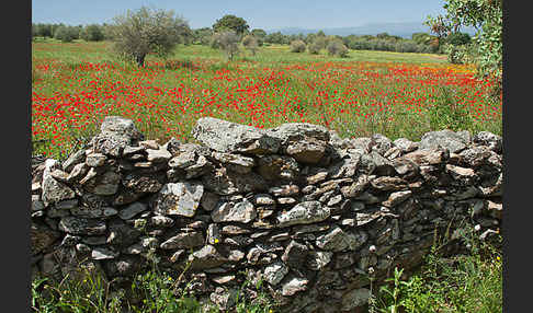 Klatsch-Mohn (Papaver rhoeas)