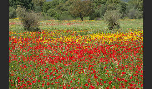 Klatsch-Mohn (Papaver rhoeas)