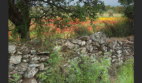 Klatsch-Mohn (Papaver rhoeas)