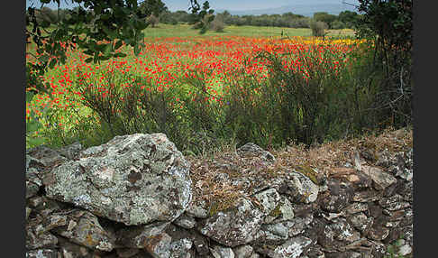 Klatsch-Mohn (Papaver rhoeas)