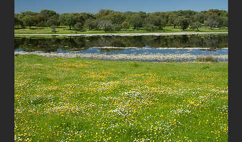 Schild-Wasser-Hahnenfuß (Ranunculus peltatus)