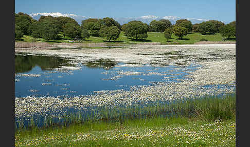 Schild-Wasser-Hahnenfuß (Ranunculus peltatus)