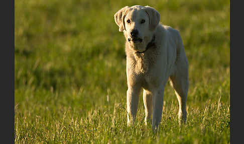 Haushund (Canis lupus familiaris)