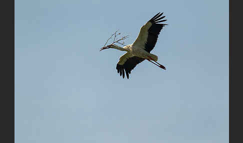 Weißstorch (Ciconia ciconia)