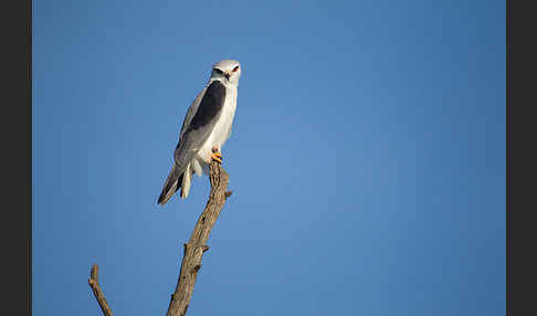 Gleitaar (Elanus caeruleus)