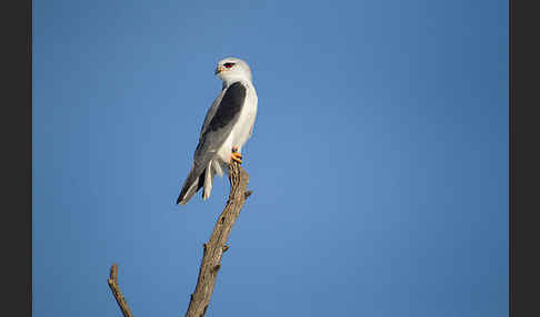 Gleitaar (Elanus caeruleus)