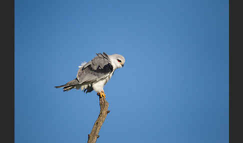 Gleitaar (Elanus caeruleus)