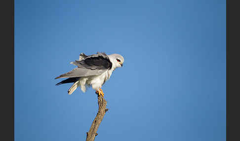 Gleitaar (Elanus caeruleus)