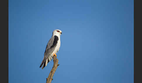 Gleitaar (Elanus caeruleus)