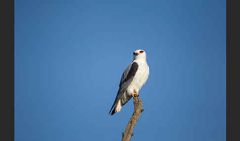 Gleitaar (Elanus caeruleus)