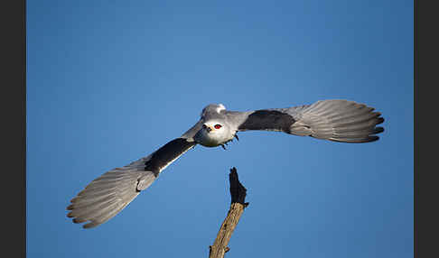 Gleitaar (Elanus caeruleus)