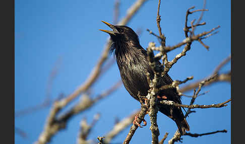 Einfarbstar (Sturnus unicolor)