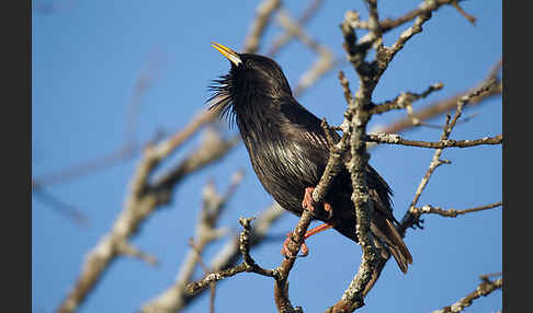 Einfarbstar (Sturnus unicolor)