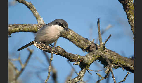 Raubwürger (Lanius excubitor koenigi)