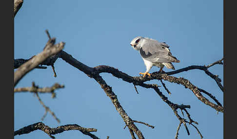 Gleitaar (Elanus caeruleus)