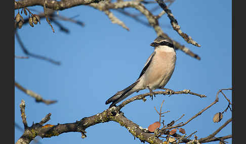 Raubwürger (Lanius excubitor koenigi)