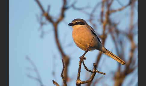 Raubwürger (Lanius excubitor koenigi)